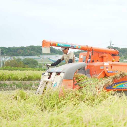 菊正宗写真2